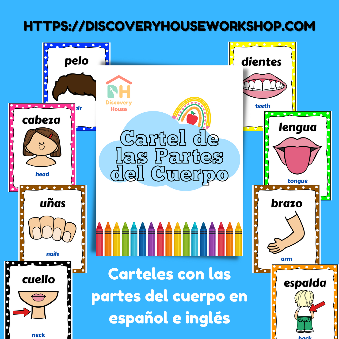 Carteles de Las Partes del Cuerpo